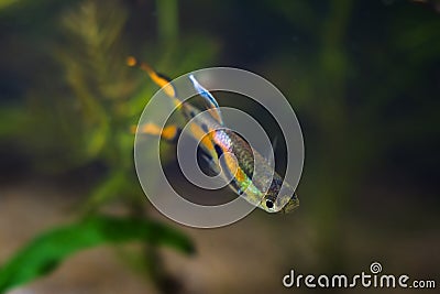 Neon glowing freshwater male of dwarf fish Endler guppy, Poecilia wingei in fascinating natural coloration in biotope aquarium Stock Photo