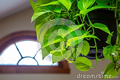 Neon pothos hanging houseplant Stock Photo