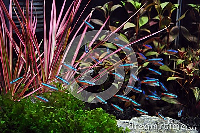 Neon Tetra in Aquarium Stock Photo