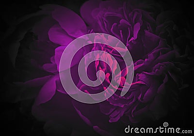 Neon wall background, glowing lines, neon lightsBackground with peonies, bouquet of peonies Stock Photo