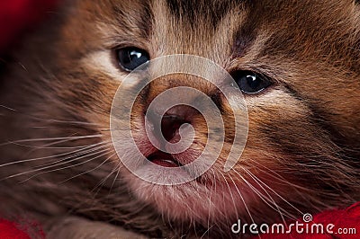 Neonate kitten Stock Photo