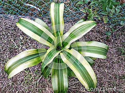 Neoregelia carolinae or Blushing Bromeliad is a species in the genus Neoregelia Stock Photo