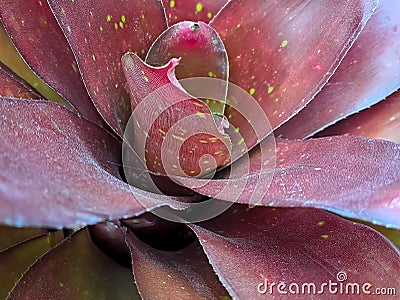 Neoregelia is a genus of epiphytic flowering plants in the family Bromeliaceae, subfamily Bromelioideae Stock Photo