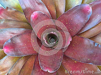 Neoregelia is a genus of epiphytic flowering plants in the family Bromeliaceae, subfamily Bromelioideae Stock Photo