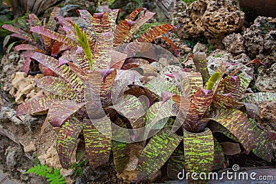 Neoregelia plant, Bromeliaceae in the rock garden Stock Photo