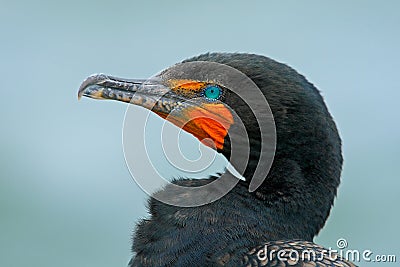 Neotropic Cormorant, Phalacrocorax brasilianus, detail portrait with light blue eye, clear background, Belize Stock Photo