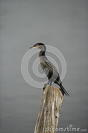 Neotropic cormorant, Phalacrocorax brasilianus Stock Photo