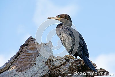 Neotropic Cormorant Stock Photo