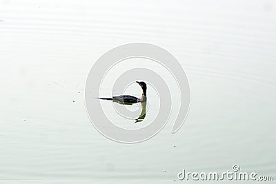 A neotropic cormorant swimming in the water. Stock Photo