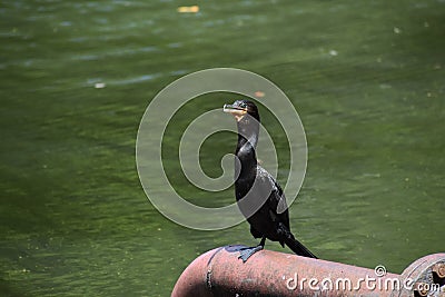 Neotropic Cormorant in Trinidad Stock Photo