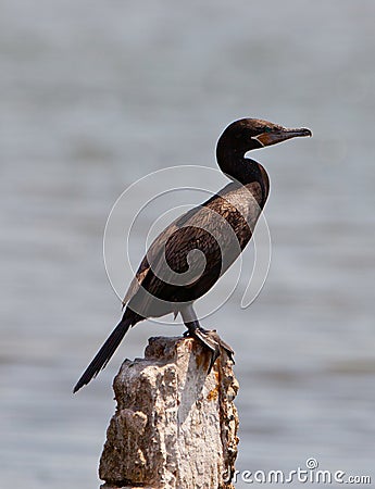 Neotropical Cormorant Stock Photo