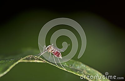 Neotropical female mosquitoe Stock Photo
