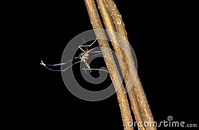 Neotropical mosquito Culex Stock Photo