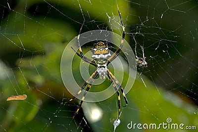 Neotropical orb-weaver Silver Argiope Stock Photo