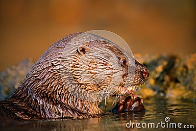 Neotropical Otter, Lontra longicaudis, feeding kill fish in the water, on the rock river coast, rare animal in the nature Stock Photo