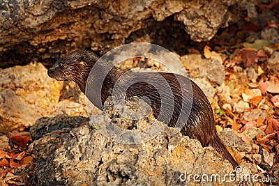 Neotropical Otter, Lontra longicaudis, sitting on the rock river coast, rare animal in the nature habitat, Rio Negro, Pantanal, Br Stock Photo