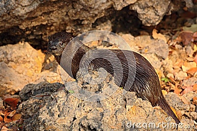 Neotropical Otter, Lontra longicaudis, sitting on the rock river coast, rare animal in the nature habitat, Rio Negro, Pantanal, Br Stock Photo