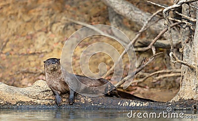 Neotropical otter lying on a falling tree on a riverbank Stock Photo
