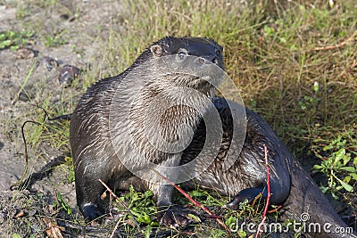 Neotropical otter Stock Photo