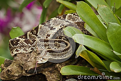 Neotropical Rattlesnake Stock Photo