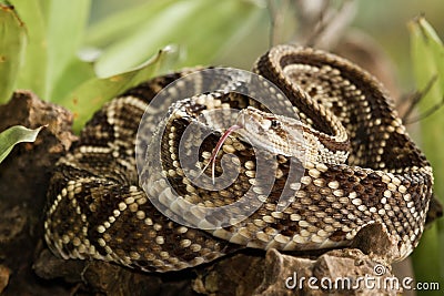 Neotropical Rattlesnake Stock Photo