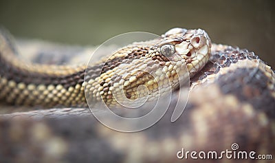 Neotropical rattlesnake Crotalus durissus Stock Photo