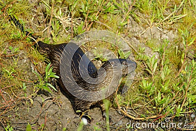 Neotropical River Otter Stock Photo