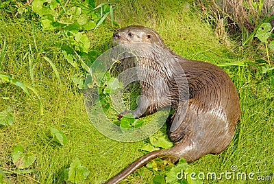 Neotropical River Otter Stock Photo