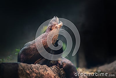 Neotropical River Otter Stock Photo