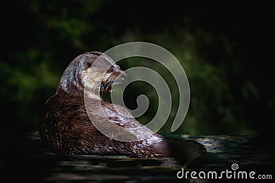 Neotropical River Otter Stock Photo