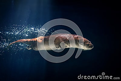 Neotropical River Otter Diving Stock Photo