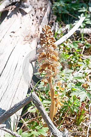 Neottia nidus-avis, the bird`s-nest orchid, a non-photosynthetic orchid, amazing plant Stock Photo