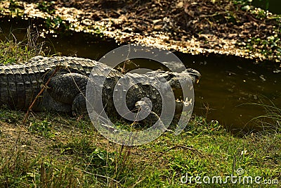 Nepal, Chitwan National Park. Aligator Stock Photo