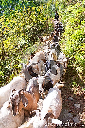 Nepal - 2 January 2017 :: the mountain goats is walking to mount Editorial Stock Photo