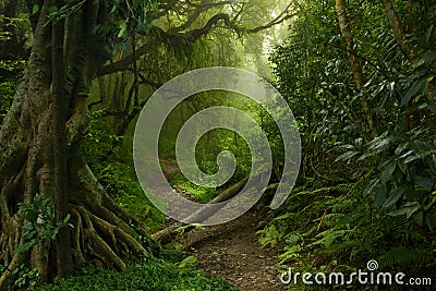 Nepal jungle Stock Photo