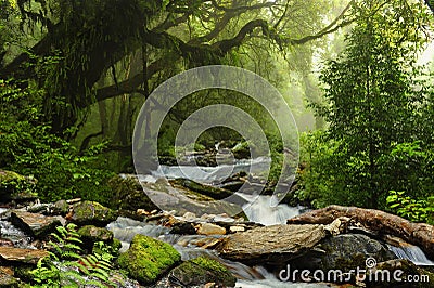 Nepal jungle Stock Photo