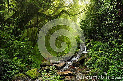 Nepal jungle Stock Photo