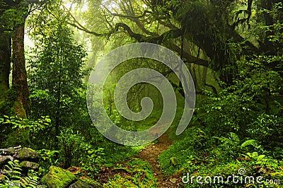 Nepal jungle Stock Photo