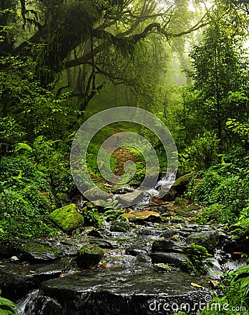 Nepal Jungle Stock Photo