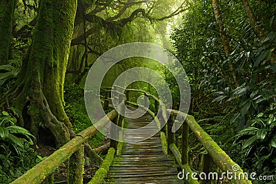 Nepal jungle Stock Photo