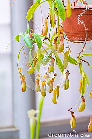 Nepenthe carnivorous plant leaves. Closeup look to green insect consuming plant Stock Photo