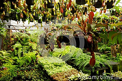 Nepenthe and plant shop.Tropical plant gardening shop area for selling Stock Photo