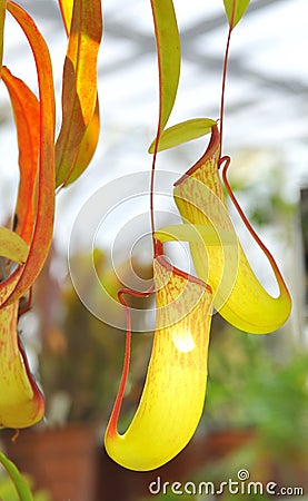 Nepenthe tropical carnivore plant Stock Photo