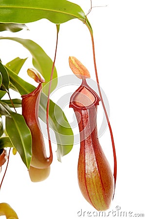 Nepenthe tropical carnivore plant on an white background Stock Photo