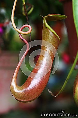 Nepenthes Stock Photo