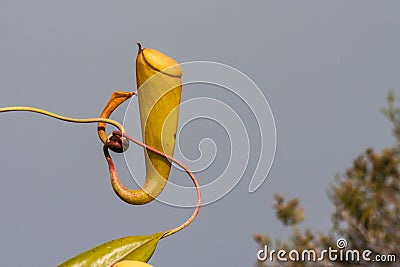 Nepenthes Stock Photo