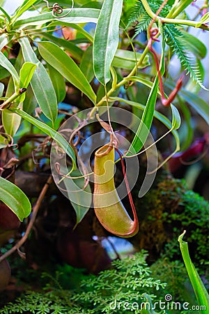 Nepenthes alata Blanco predator carnivorous plant of the Nepenthaceae family. Tropical liana with insect pitcher trap Stock Photo