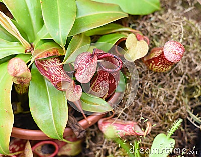 Nepenthes alata, carnivorous plant feeds on insects Stock Photo