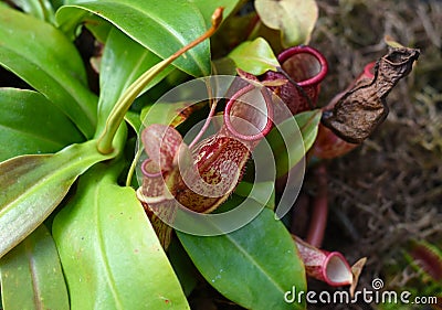 Nepenthes alata, carnivorous plant feeds on insects Stock Photo