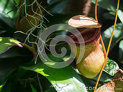A Nepenthes alata pitcher plant pitfall trap in a botanical garden. Stock Photo